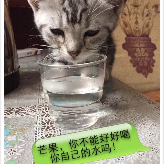 美因兹大学市场营销文凭证书